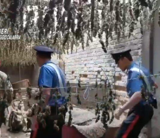 Taurianova – sorpreso con 250kg di marijuana, 44enne condannato