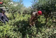 Scoperta piantagione di marijuana – un arresto