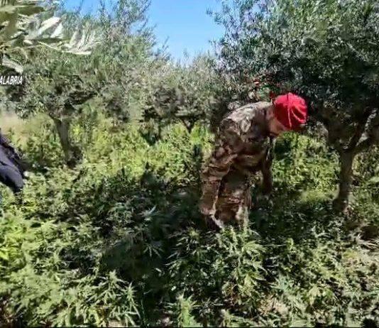 Scoperta piantagione di marijuana – un arresto