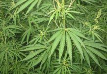 Scoperta coltivazione di marijuana – un arresto