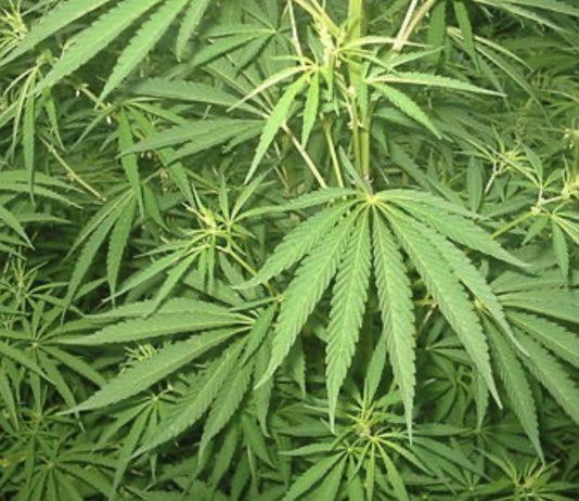 Scoperta coltivazione di marijuana – un arresto