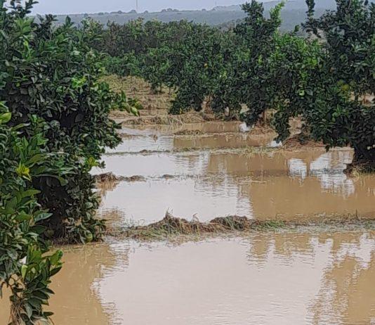 Coldiretti Calabria: ingenti danni all’agricoltura nel lametino.