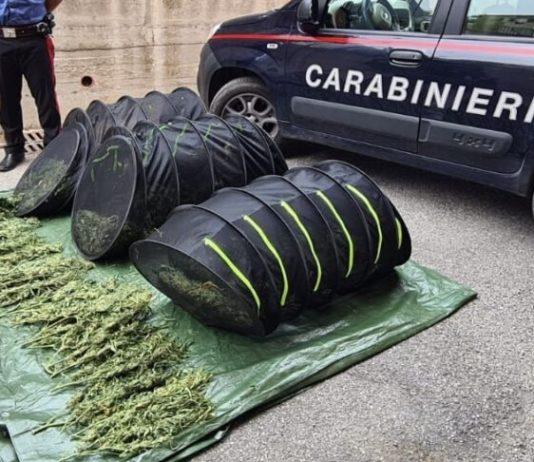 Scoperti e sequestrati 30 kg di cannabis