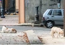 Cittanova – prosegue azione di contrasto al randagismo