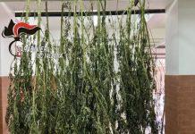 Carabinieri scoprono 4 kg di marijuana