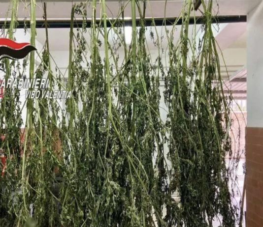 Carabinieri scoprono 4 kg di marijuana