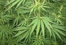 Scoperte dalla guardia di finanza tre piantagioni di marijuana