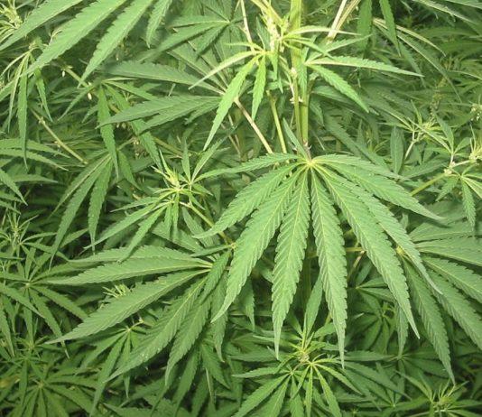 Scoperte dalla guardia di finanza tre piantagioni di marijuana