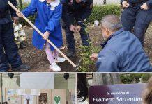Rosarno – albero in ricordo di Filomena Sorrentino