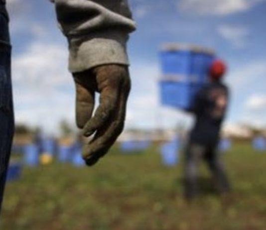 Lavoro nero, lavoro povero e lavoro insicuro in agricoltura: una piaga economica e sociale che impegna quotidianamente l’Ispettorato d’Area metropolitana di Reggio Calabria