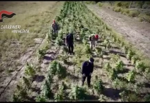 Operazione antidroga – 10 arresti. Copertura in una azienda agricola a Rosarno