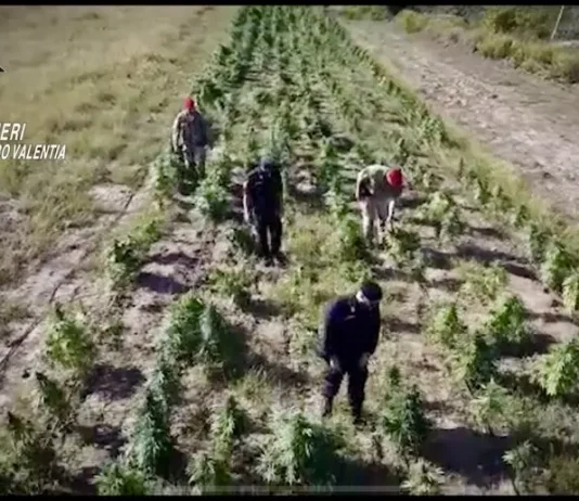 Operazione antidroga – 10 arresti. Copertura in una azienda agricola a Rosarno