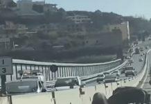 Maiali a spasso su raccordo autostradale di Reggio Calabria