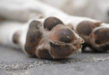 Calabria – coniugi collaboratori di giustizia trovano cane morto in giardino – In precedenza altri due erano stati avvelenati