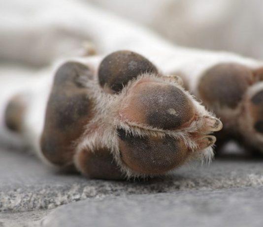 Calabria – coniugi collaboratori di giustizia trovano cane morto in giardino – In precedenza altri due erano stati avvelenati