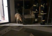 Cane finisce in piscina durante bufera – salvato dai vigili del fuoco