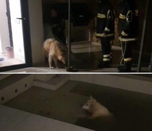 Cane finisce in piscina durante bufera – salvato dai vigili del fuoco