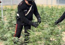 Smantellata fabbrica della droga – 1800 piante di marijuana scoperte in capannone agricolo: due arresti