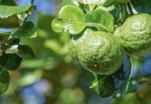 ReggioCalabriaGuide.it lancia Bergamotto GPTs: un’innovativa AI per scoprire il Bergamotto