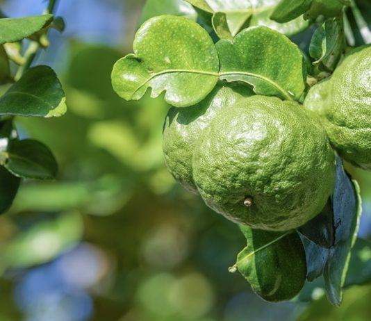 ReggioCalabriaGuide.it lancia Bergamotto GPTs: un’innovativa AI per scoprire il Bergamotto