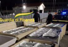 Calabria – Maxisequestro di novellame di sarda non commestibile