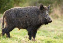 Calabria – aggredito da cinghiale: morto 60enne