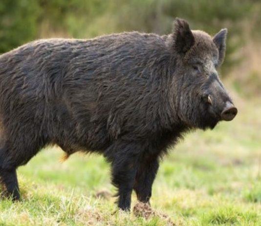 Calabria – aggredito da cinghiale: morto 60enne