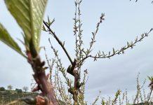 Gelate di marzo: danni ingenti all’agricoltura calabrese, urgente una gestione più efficace delle risorse idriche