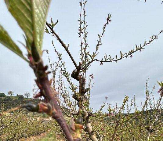 Gelate di marzo: danni ingenti all’agricoltura calabrese, urgente una gestione più efficace delle risorse idriche