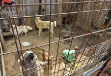 Cani detenuti in condizioni precarie, denunciata proprietaria