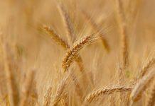 Coldiretti Calabria: sos invasione grano canadese fa crollare i prezzi. Massima attenzione agli arrivi nei porti calabresi