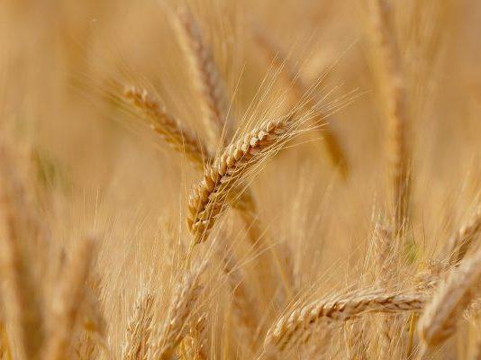 Coldiretti Calabria: sos invasione grano canadese fa crollare i prezzi. Massima attenzione agli arrivi nei porti calabresi