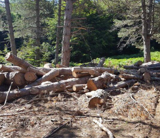 Contrasto ai reati ambientali: misura cautelare per furto aggravato di legname e gestione illecita di rifiuti nel Parco Nazionale d’Aspromonte