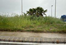 Basta vittime sulla Ss 106: intervenire con urgenza sulla vegetazione che rappresenta un pericolo