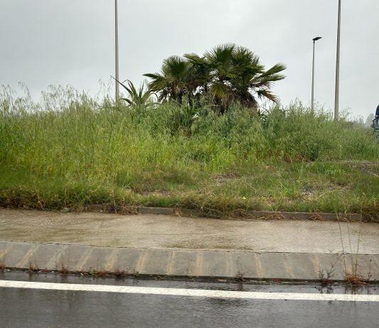 Basta vittime sulla Ss 106: intervenire con urgenza sulla vegetazione che rappresenta un pericolo