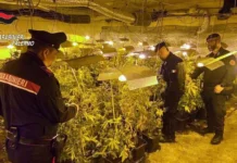 Piantagione di marijuana in casa: arrestato 64enne