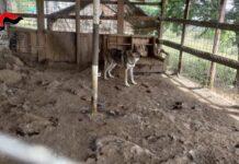 Calabria – la storia di Giandomenico Oliverio, il sequestro del canile e la rabbia  sui social