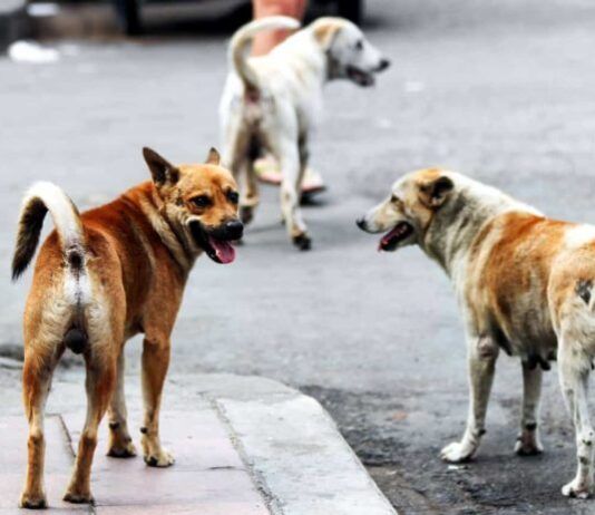 Cittanova – contrasto concreto al randagismo su tutto territorio comunale