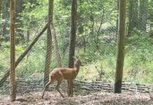Ente Parco Nazionale dell’Aspromonte e Reparto CC Biodiversità di Mongiana – collaborazione interistituzionale per la tutela e conservazione della biodiversità animale