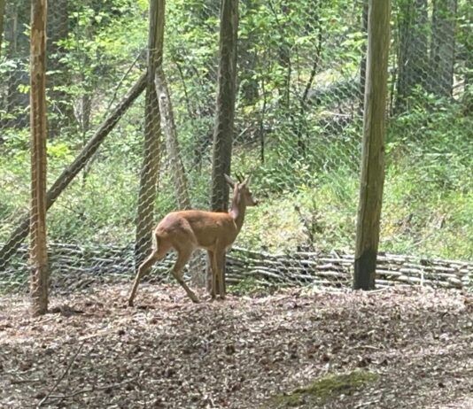 Ente Parco Nazionale dell’Aspromonte e Reparto CC Biodiversità di Mongiana – collaborazione interistituzionale per la tutela e conservazione della biodiversità animale