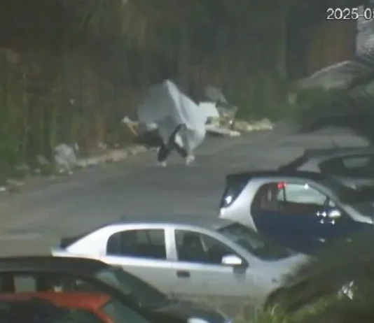 Si traveste da fantasma per gettare spazzatura – identificato e multato