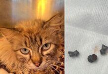 Gattina colpita con tre colpi di arma da fuoco, esposto denuncia ai Carabinieri dai volontari del Rifugio “Fata”