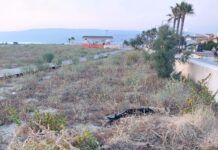 San Ferdinando – Digiacco: “Mancata pulizia della spiaggia nel periodo estivo”