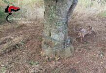 Carabinieri forestali soccorrono volpe catturata con trappola