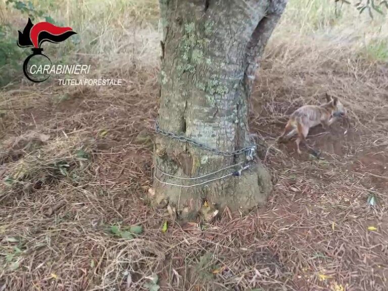 Carabinieri forestali soccorrono volpe catturata con trappola