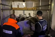 Taureana di Palmi – sequestrati 1000 kg di tonno rosso