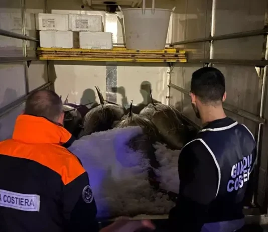 Taureana di Palmi – sequestrati 1000 kg di tonno rosso