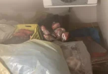 Gioia Tauro – sequestrati oltre 500 kg di filetto di tonno rosso