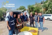 Tartaruga marina spiaggiata – intervento della Guardia di finanza: l’animale affidato al centro recupero animali marini
