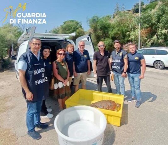 Tartaruga marina spiaggiata – intervento della Guardia di finanza: l’animale affidato al centro recupero animali marini